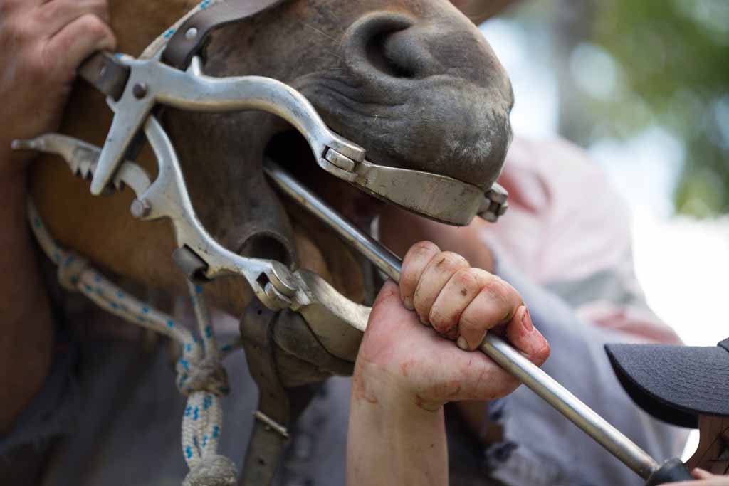 Horse – 24/7 Vet Clinic in Sarina, QLD Horse - 24/7 Vet Clinic in Sarina, QLD