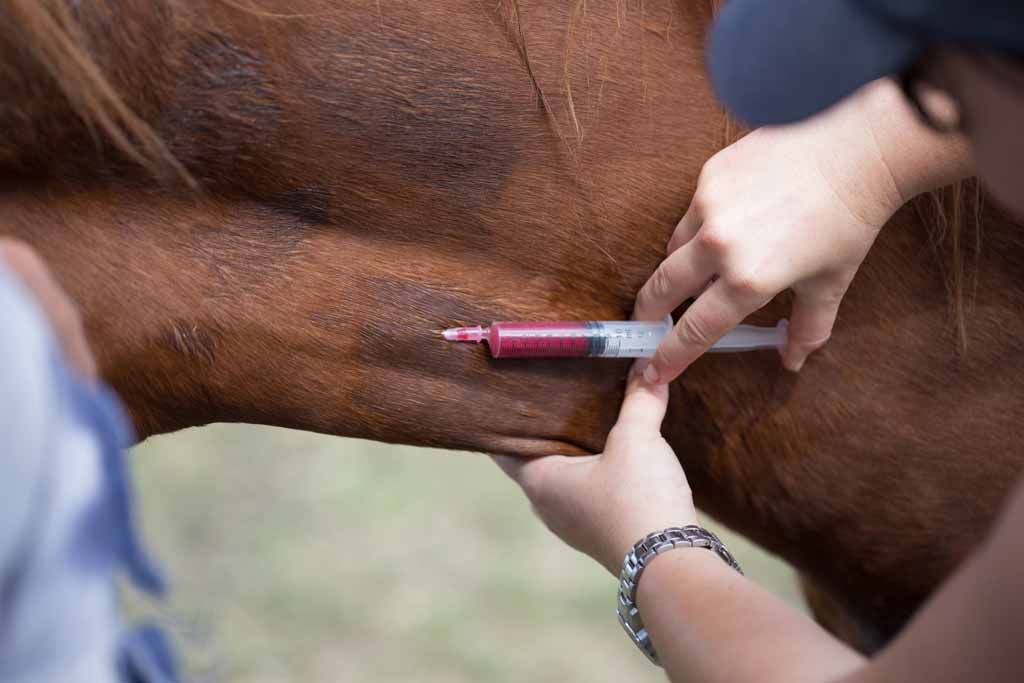 Horse Vaccine – 24/7 Vet Clinic in Sarina, QLD Horse Vaccine - 24/7 Vet Clinic in Sarina, QLD