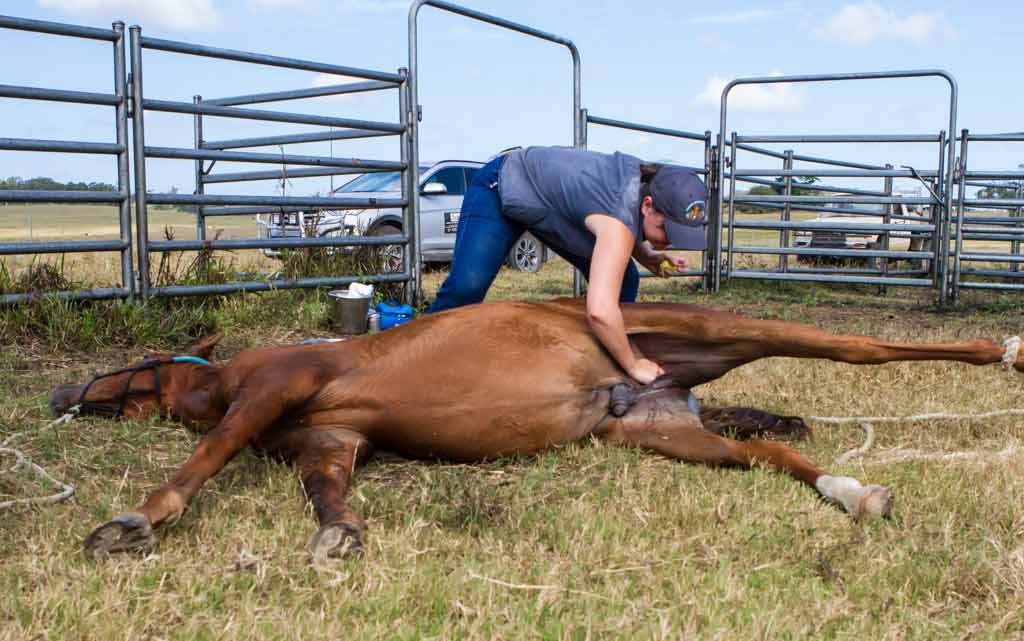 Horse – 24/7 Vet Clinic in Sarina, QLD Horse - 24/7 Vet Clinic in Sarina, QLD