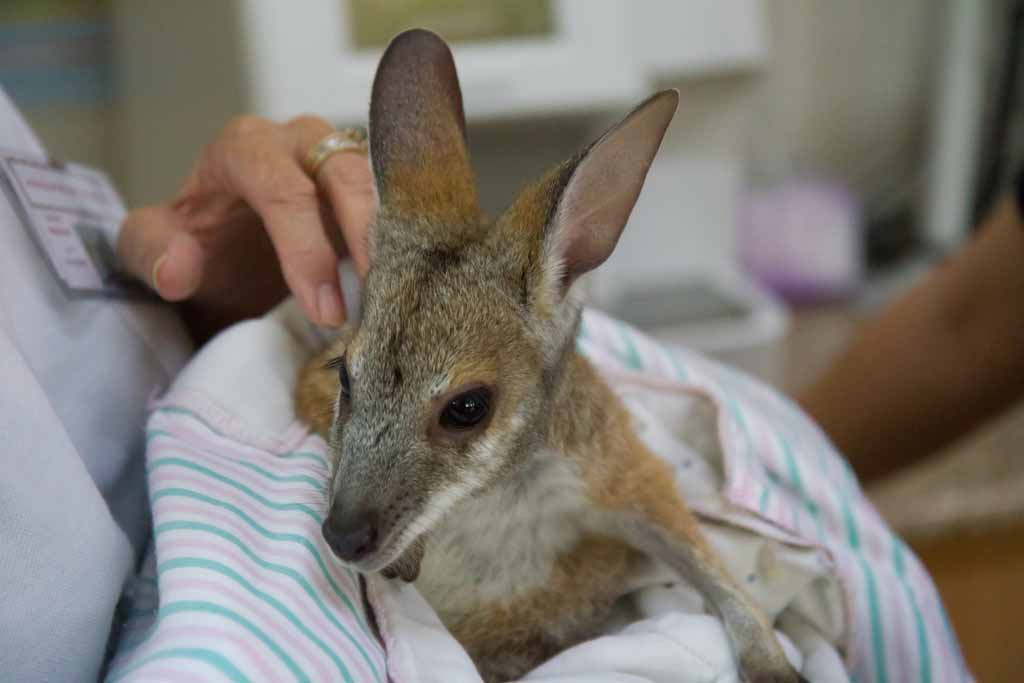 Kangaroo – 24/7 Vet Clinic in Sarina, QLD Kangaroo - 24/7 Vet Clinic in Sarina, QLD