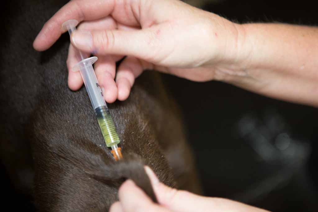 Vaccine – 24/7 Vet Clinic in Sarina, QLD Vaccine - 24/7 Vet Clinic in Sarina, QLD