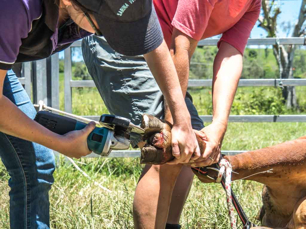 Nail Cutting – 24/7 Vet Clinic in Sarina, QLD Nail Cutting - 24/7 Vet Clinic in Sarina, QLD